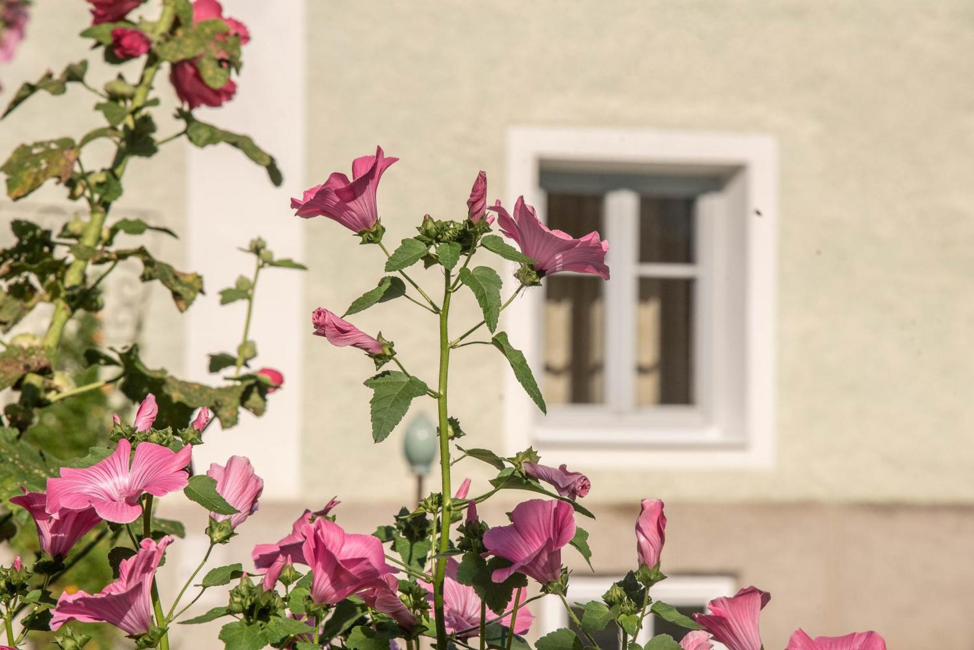 Puenlandhof Apartment Брунико Екстериор снимка